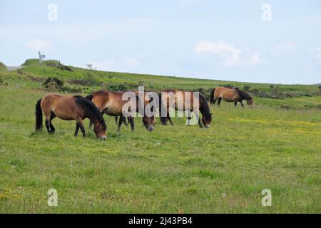 A herd of Exmoor ponies on Exmoor National Park in Devon England UK Stock Photo