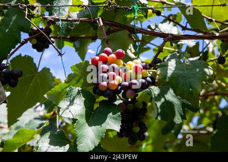 Bunches of Vitis Labrusca grapes in the process of ripening in a grape ...
