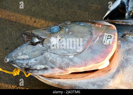 Close up of tagged tuna fish head sitting on ground for sale, unloaded from charter fishing boat at Fisherman's Landing, San Diego, California, USA Stock Photo