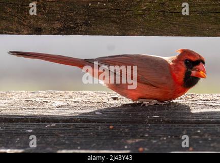 Malw Northern Cardinal along the deck looking for food Stock Photo