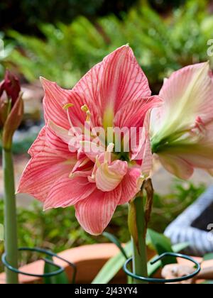Pink Lilium longiflorum or Easter lily in bloom or blooming flower. Stock Photo