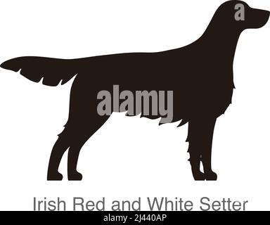 Irish Red and White Setter dog on the hole, watching, vector illustration Stock Vector