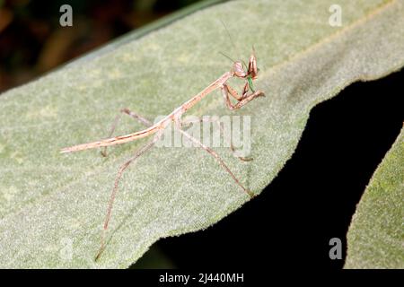 Juvenile Grass Mantis, Archimantis latistyla. Eating prey. Also known as Large Brown Mantis, Bunny Mantis or Australian Ghost Hopper Mantis. Endemic t Stock Photo