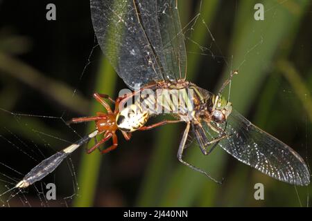 Leaf Curling Spider, Phonognatha graeffei, in web and eating prey of Slender Skimmer Dragonfly, Orthetrum sabina. Coffs Harbour, NSW, Australia Stock Photo