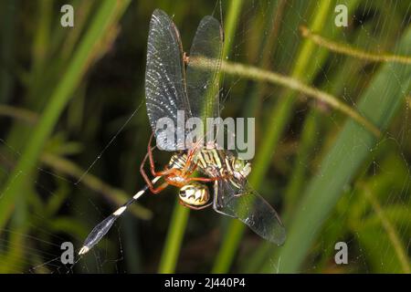 Leaf Curling Spider, Phonognatha graeffei, in web and eating prey of Slender Skimmer Dragonfly, Orthetrum sabina. Coffs Harbour, NSW, Australia Stock Photo