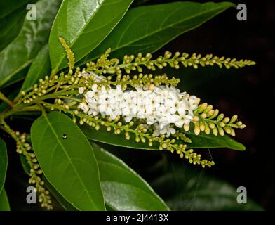 Flowers of Fiddlewood tree, Citharexylum spinosum Stock Photo