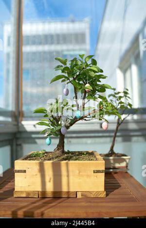 Bonsai decorated with Easter eggs on a table on the balcony Stock Photo