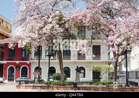 View of the surroundings of Cathedral Plaza with an impressive tree in full bloom Stock Photo