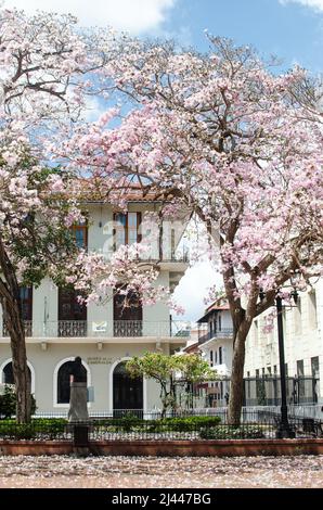 View of the surroundings of Cathedral Plaza with an impressive tree in full bloom Stock Photo