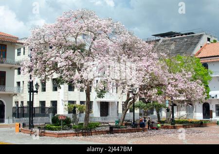 View of the surroundings of Cathedral Plaza with an impressive tree in full bloom Stock Photo