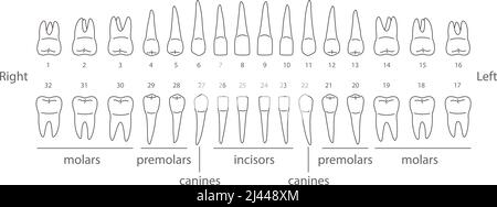 The chart of human teeth, vector illustration Stock Vector