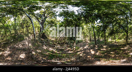 360 degree panoramic view of Thunder burned tree along the bushwalk path - Castaway Island Resort - Qalito Island - Fiji Islands