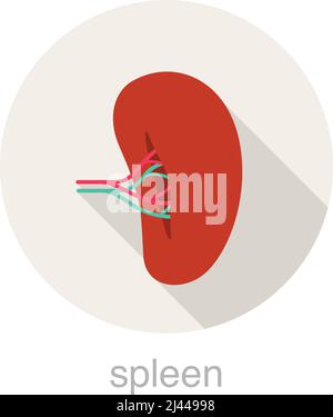 human organ spleen flat design icon, vector illustration Stock Vector