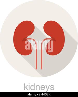 Human organ kidney flat design icon, vector illustration Stock Vector