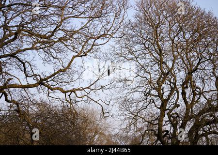 Crow sitting on tree branch. Stock Photo