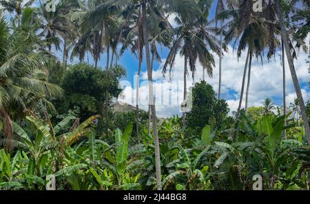 Tropical lush forest landscape with palm trees in Indonesia with blue sky and clouds Stock Photo