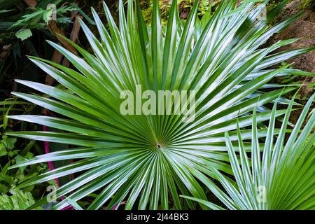 Surface texture and structure of Fan Palm Plant texture and structure leaves, nature , green background Stock Photo