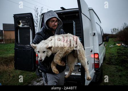 UZHHORORD, UKRAINE - APRIL 06, 2022 - A volunteer Vadym Svyrydov takes a dog out of the van as it has been evacuated from Irpin in Kyiv region and delivered to 'Everybody Has a Second Chance' animal shelter, Kyiv Region, north-central Ukraine Photo by Hudak Serhii/Ukrinform/ABACAPRESS.COM Stock Photo