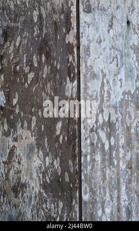Old weathered boards light and dark planks with scratches and textured grain showing Stock Photo