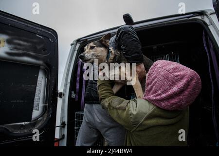 UZHHORORD, UKRAINE - APRIL 06, 2022 - A volunteer Iryna Zhelizka takes a dog out of the van. The dogs were evacuated from Irpin in Kyiv region and delivered to 'Everybody Has a Second Chance' animal shelter, Kyiv Region, north-central Ukraine Photo by Hudak Serhii/Ukrinform/ABACAPRESS.COM Stock Photo