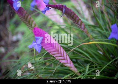 Colorful blossom of walissia lindeniana tropical ornamental flowers in garden Stock Photo