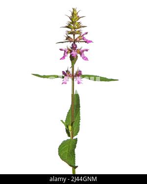 Pink flower of Marsh woundwort isolated on white, Stachys palustris Stock Photo