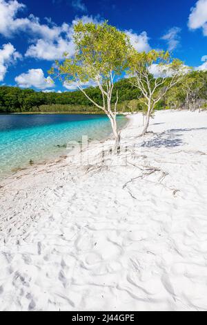 Melaleuca quinquenervia, commonly known as the broad-leaved paperbark, paper bark tea tree, punk tree or niaouli, at Lake Mckenzie, Fraser Island, QLD. Stock Photo