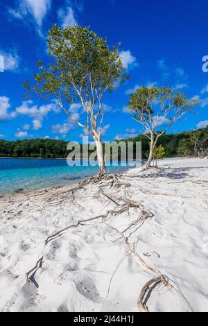 Paperbark trees, commonly known as the broad-leaved paperbark, paper bark tea tree, punk tree or niaouli at Lake McKenzie on Fraser Island in QLD. Stock Photo