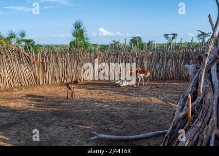 Traditional cattle pen in Hamar Village. The Hamars are the original tribe in southwestern Ethiopia, Africa. They are largely pastoralists, so their c Stock Photo