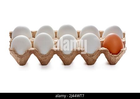 Nine white and one colored eggs on a cardboard stand on a white isolated background, copy space Stock Photo