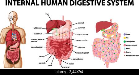 Diagram showing internal human digestive system illustration Stock Vector