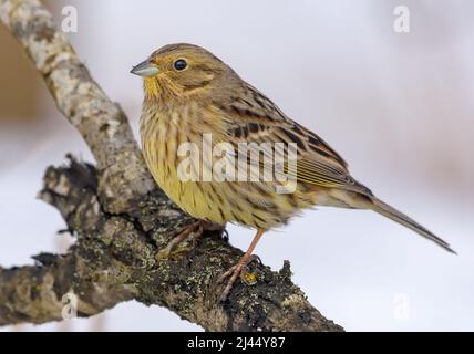 Female Yellowhammer (Emberiza citrinella) posing perched on an aged branch in winter season Stock Photo