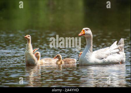 Goose with gosling on the shore river in the springtime. Farm animals in water Stock Photo