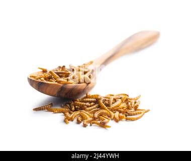 Fried salty worms in wooden spoon. Roasted mealworms isolated on white background. Stock Photo