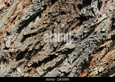 Detail of the trunk of a fifty-year-old Salix babylonica tree. Different shapes formed on the trunk of the tree. Stock Photo