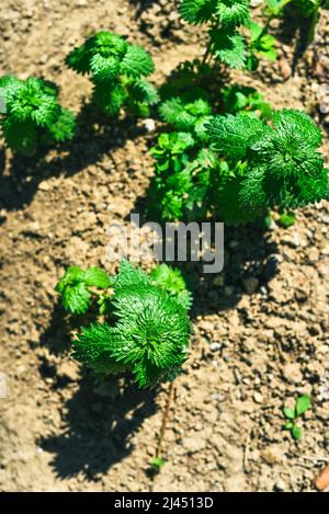 Common nettles view in the garden. Green color. Stock Photo