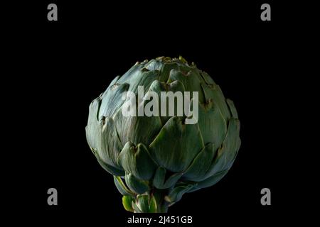 not perfect or ugly Fresh globe artichoke isolated on dark background no waste ,zero waste , Stock Photo