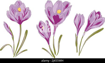 Crocus violet spring Easter flower botanical hand drawn vector illustration set isolated on white. Vintage romantic cottage garden florals curiosity cabinet aesthetic print.  Stock Vector