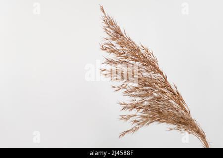 Beautiful Dried Plants, Flowers Against a Blurred Nature Background.  Vertical Photo Stock Photo - Image of plants, outdoor: 194056892