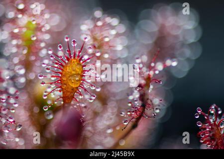 Sonnentau, Nahaufnahme, Moor, Tau, Tropfen, Wassertropfen, Tautropfen, Nahaufnahme, Pflanze, Pflanzen, Stock Photo