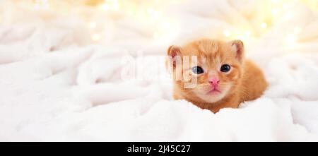 Banner small Christmas orange kitten is sweetly basking with christmas garland on a light soft background. Soft and cozy. Christmas, home comfort and Stock Photo