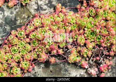 Rosularia Sedoides var Alba a summer flowering succulent plant with a white summertime flower commonly known as sedum, stock photo image Stock Photo