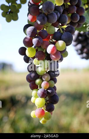 Bunch of grapes in the middle of vines. Veraison, beginning of the ripening phase for the grapes in the vines. End of spring and summer Stock Photo