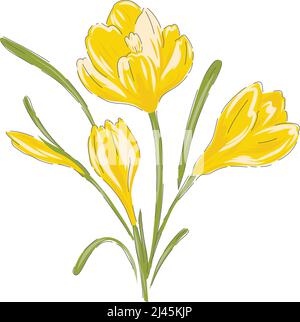 Crocus yellow spring Easter flower botanical hand drawn vector illustration isolated on white. Vintage romantic cottage garden florals curiosity cabinet aesthetic print.  Stock Vector