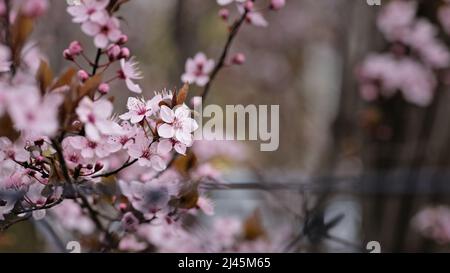 A branch with pink cherry blossom, foggy morning Stock Photo