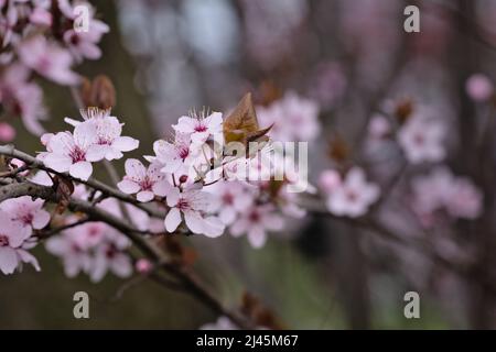 Pink cherry blossom in Spring, foggy morning Stock Photo