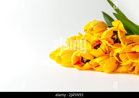 A large bouquet of yellow tulips lies on a white background. A ready-made place for your invitation text, congratulations. Stock Photo