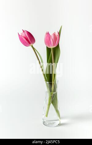 Two pink tulips in a glass vase on a white background. Minimalism. Composition for your invitation text, congratulations. Stock Photo