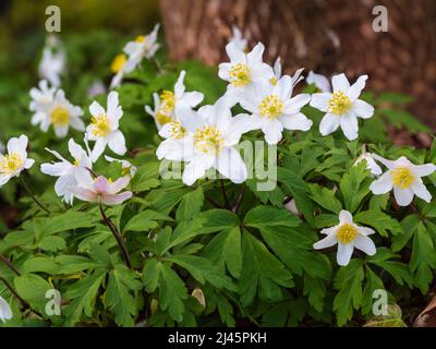 Grouping of the hardy white wood anemone, Anemone nemorosa, in the spring flowering season Stock Photo