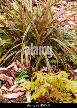 Spiky foliage of the New Zealand hardy evergreen, Astelia nervosa 'Westland', shares a shady border with x Heucherella 'Alabama Sunrise' Stock Photo